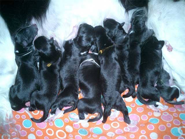 m puppies