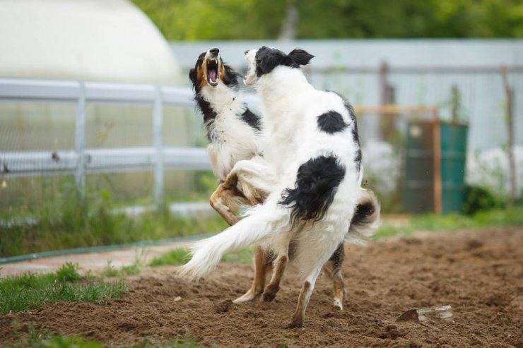 country house life 2016