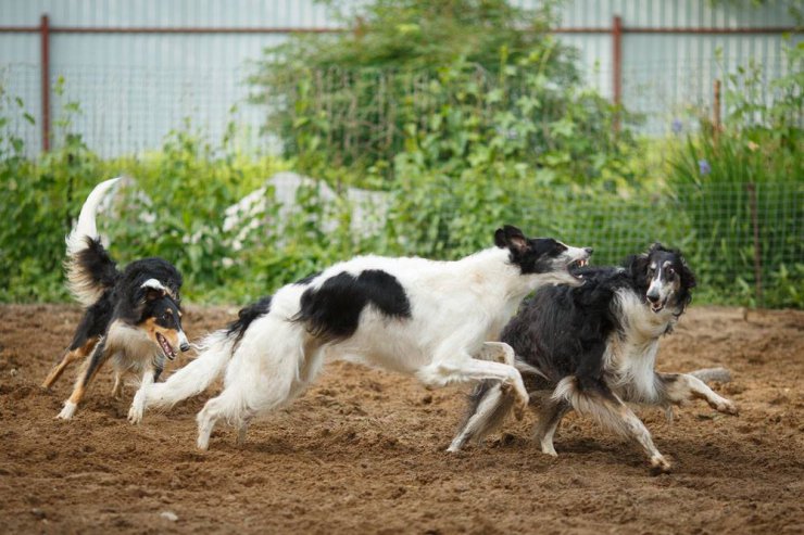 country house life 2016