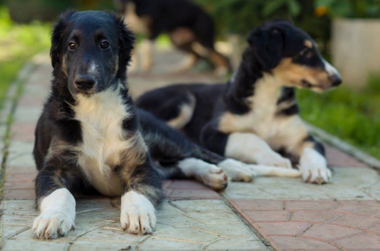 country house life 2016