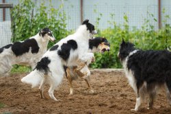 country house life 2016