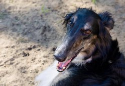 country house life 2016