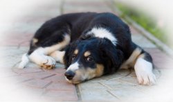 country house life 2016