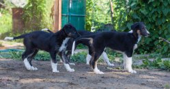 country house life 2016