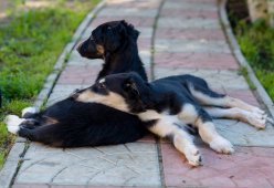 country house life 2016