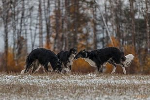 Gallop of a Trinity, coursing 2014