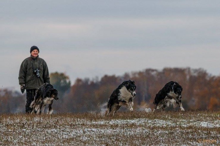 Gallop of a Trinity, coursing 2014