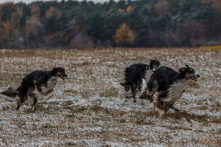 Gallop of a Trinity, coursing 2014