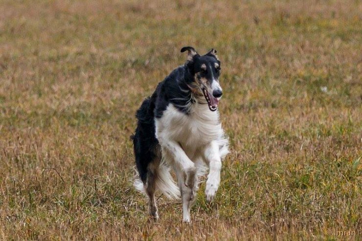 Gallop of a Trinity, coursing 2014