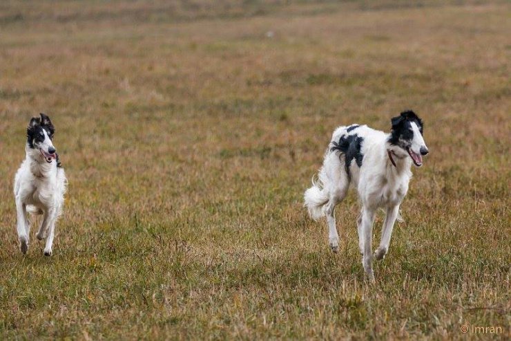 Gallop of a Trinity, coursing 2014