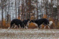 Gallop of a Trinity, coursing 2014