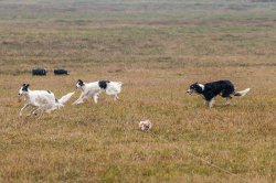 Gallop of a Trinity, coursing 2014