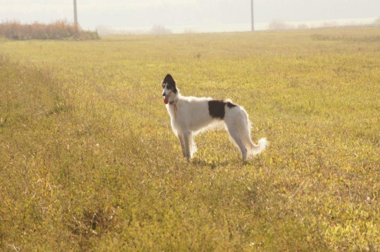 Hunting in Chuvashia, September 2014
