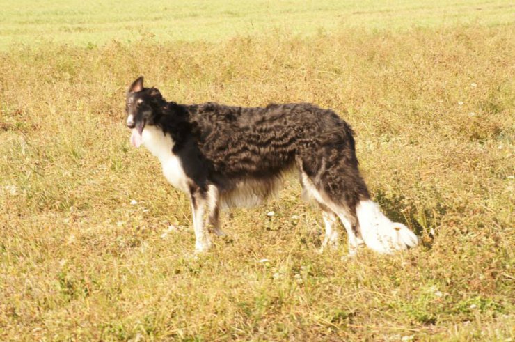 Hunting in Chuvashia, September 2014