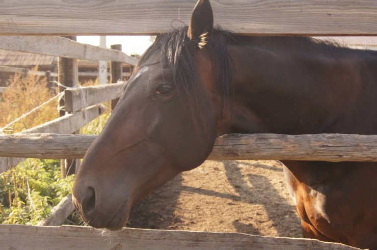 Hunting in Chuvashia, September 2014