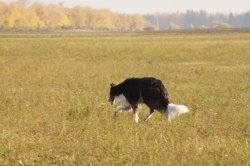 Hunting in Chuvashia, 2014