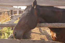 Hunting in Chuvashia, September 2014