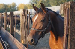 Hunting in Chuvashia, September 2014