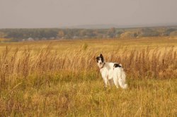 Hunting in Chuvashia, September 2014
