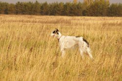 Hunting in Chuvashia, September 2014