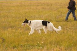 Hunting in Chuvashia, September 2014