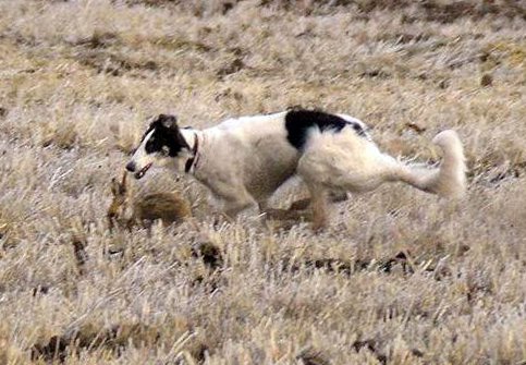 Hunting in the Volga steppes, November 2014