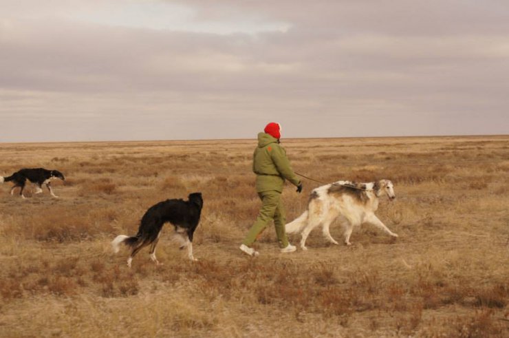 Hunting in the Volga steppes, November 2014