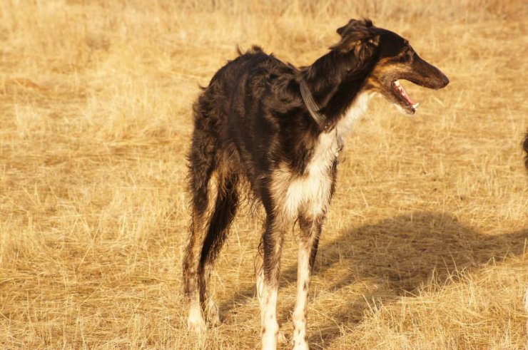 Hunting in the Volga steppes, November 2014