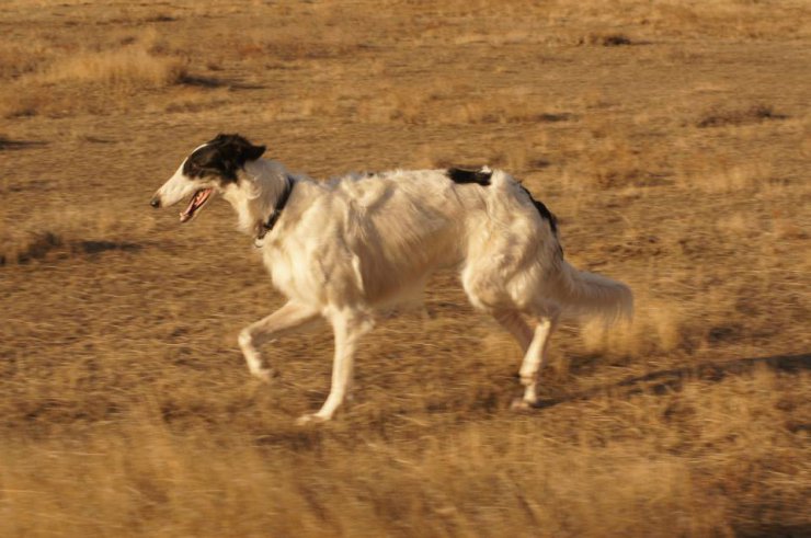 Hunting in the Volga steppes, November 2014