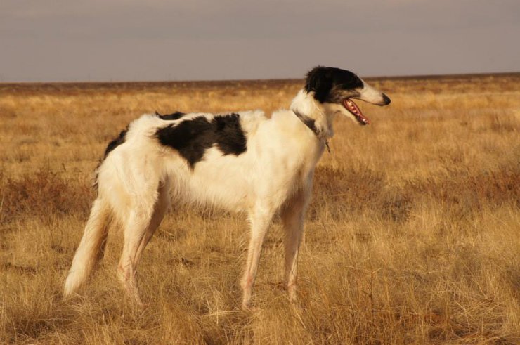 Hunting in the Volga steppes, November 2014