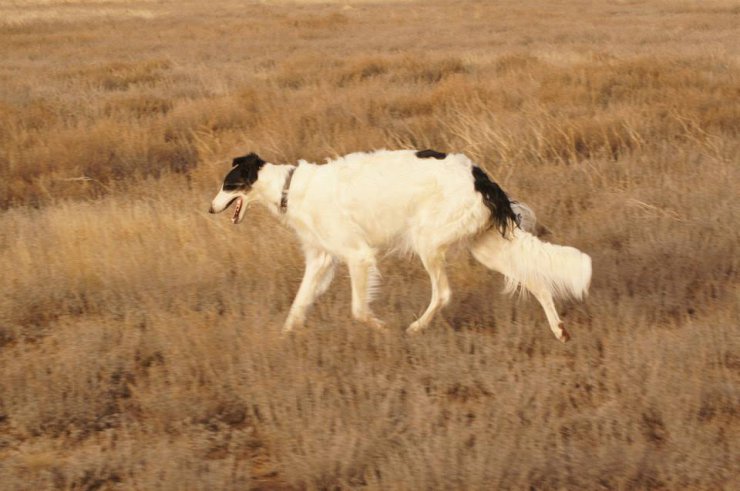 Hunting in the Volga steppes, November 2014