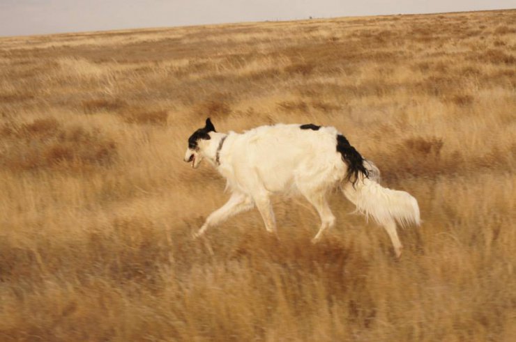 Hunting in the Volga steppes, November 2014