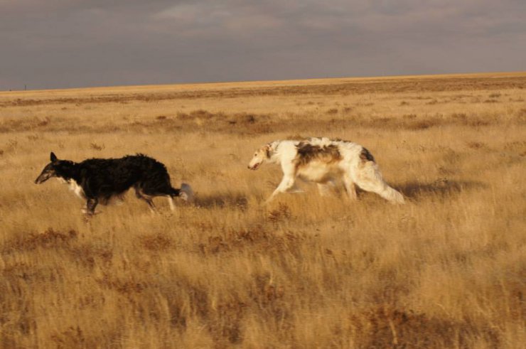 Hunting in the Volga steppes, November 2014