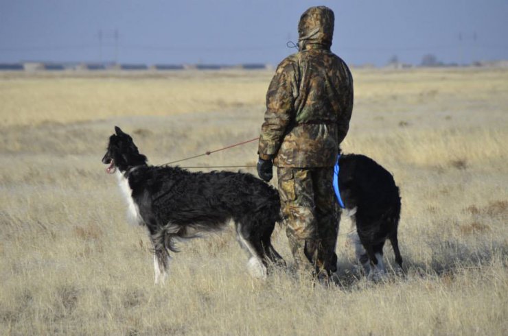 Hunting in the Volga steppes, November 2014