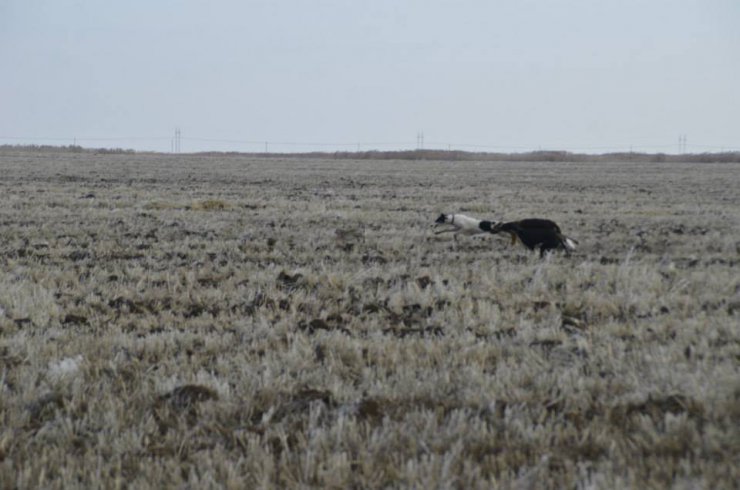 Hunting in the Volga steppes, November 2014