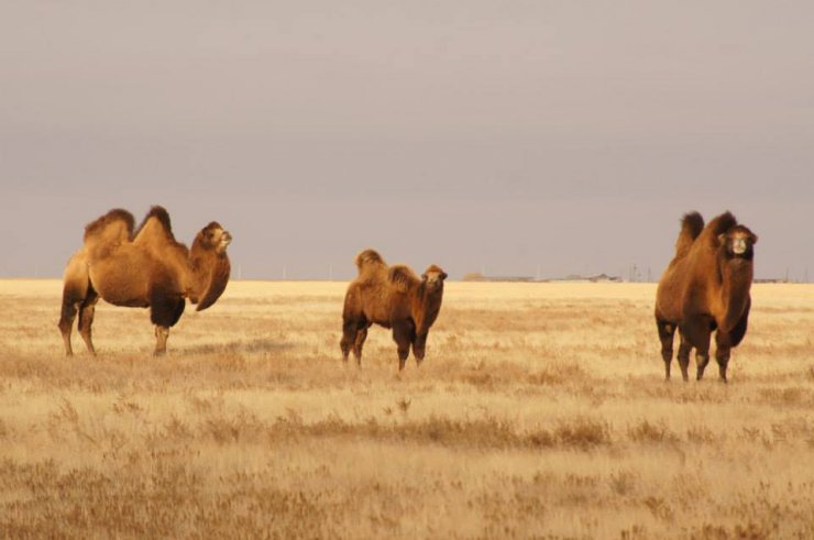 Hunting in the Volga steppes, November 2014