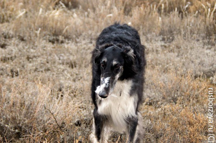 Hunting in the Volga steppes, November 2014
