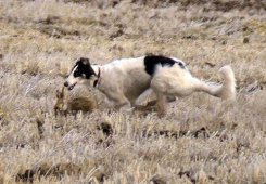 Volga steppes hunting, 2014