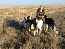 Hunting in the Volga steppes, November 2014