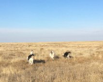 Hunting in the Volga steppes, November 2014