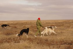Hunting in the Volga steppes, November 2014