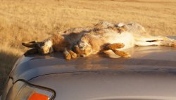 Hunting in the Volga steppes, November 2014
