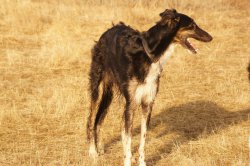 Hunting in the Volga steppes, November 2014
