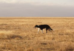 Hunting in the Volga steppes, November 2014