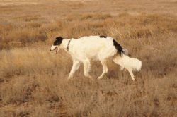Hunting in the Volga steppes, November 2014