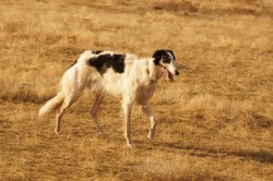 Hunting in the Volga steppes, November 2014