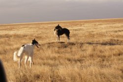 Hunting in the Volga steppes, November 2014