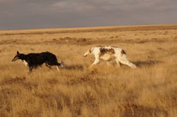 Hunting in the Volga steppes, November 2014