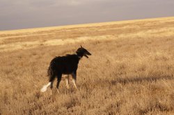 Hunting in the Volga steppes, November 2014