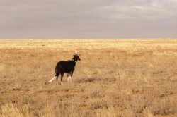 Hunting in the Volga steppes, November 2014